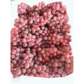 China xinjiang grape sugar grape long shape red grape